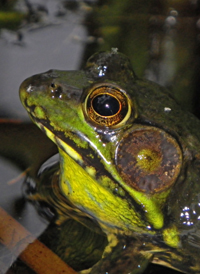 Green Frog